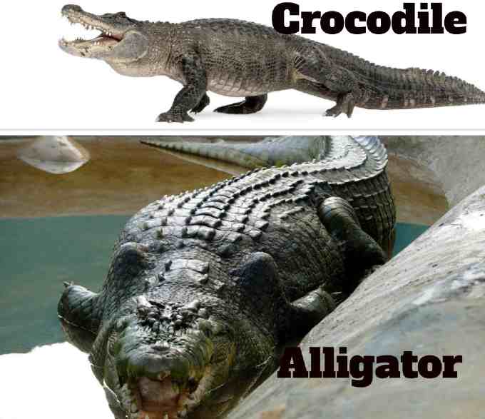 Alligator vs Crocodile in appearance