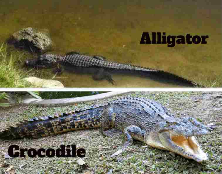 Alligator vs Crocodile in Habitat