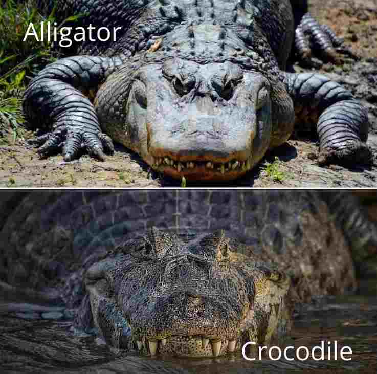 Alligator vs Crocodile in Size