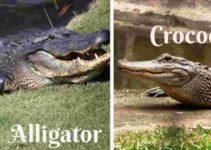 Facts about Alligator Vs Crocodile