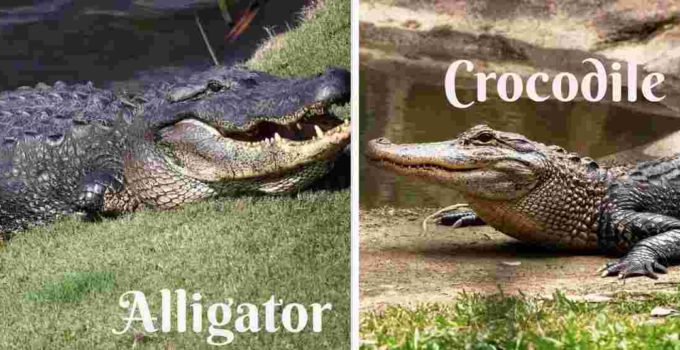 Facts about Alligator Vs Crocodile