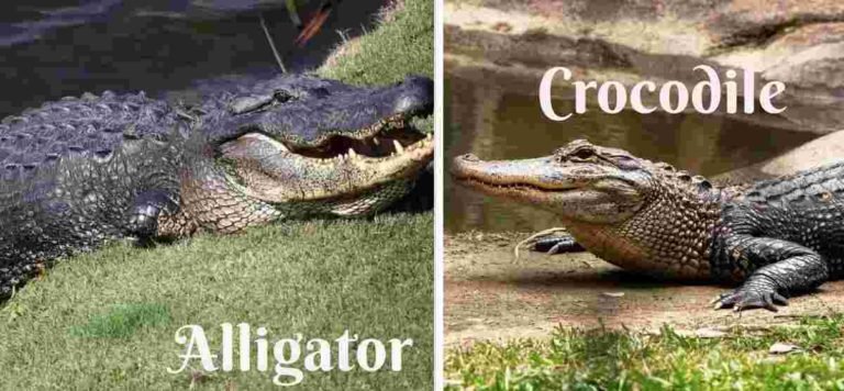 Alligator vs crocodile: Know The Difference. - Swamp People Cast