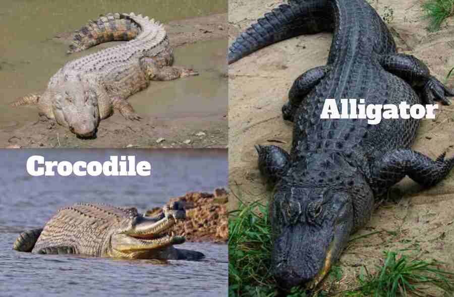 Alligator vs Crocodile in colors