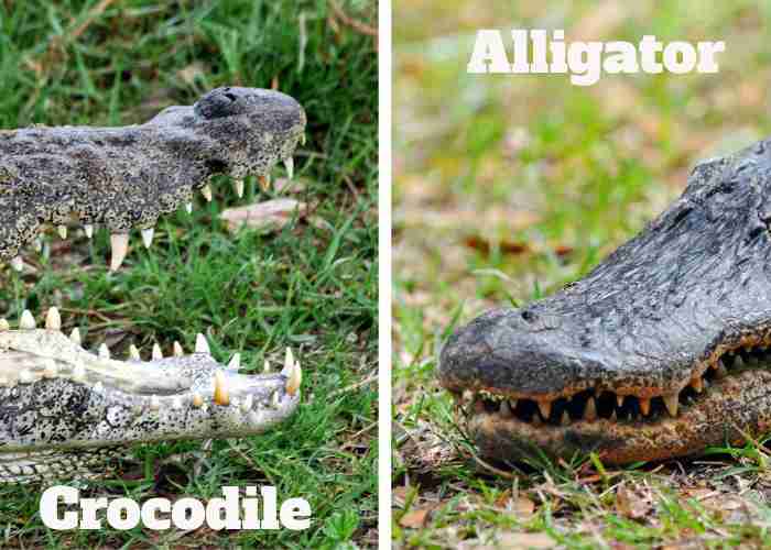 Alligator vs Crocodile in teeth