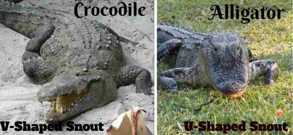 Alligator Vs Crocodile Know The Difference Swamp People Cast